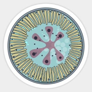 Diatom - Lindavia ocellata (artwork) Sticker